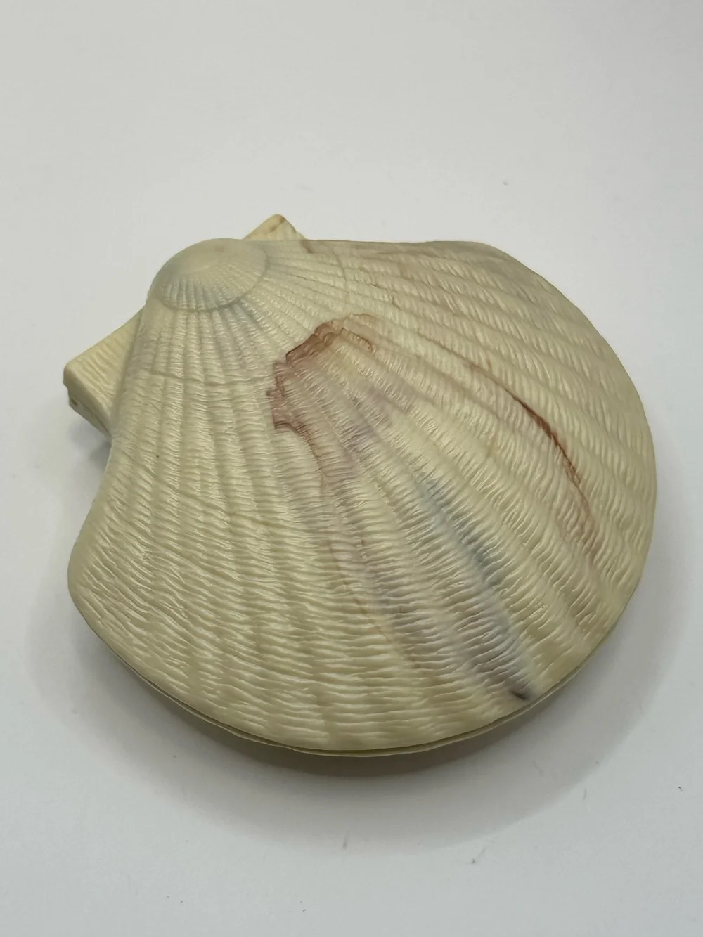 Vintage Plastic Hinged Clam Shell Trinket Jewelry Box Ocean Beach Decor Rare